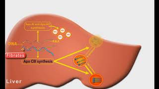 Antihyperlipidemic drugs animation Fibrates [upl. by Ahsekyt230]