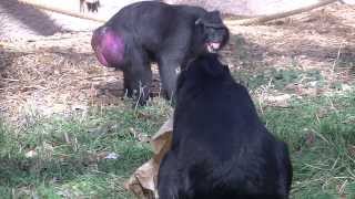 Black Crested Macaque Is Upset With Mate [upl. by Betteann]