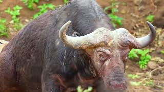 Closeup of a lion biting a buffalo 4 times bigger than itself to death right on the street [upl. by Luther]