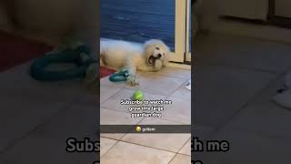 Maremma puppy always on guard 💂 puppy dog cute cutedog pets [upl. by Kcirdor]