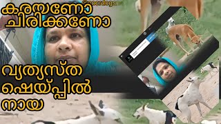 വ്യത്യസ്തമായ രൂപത്തിൽ ഒരു നായ അവന്റെ ലൈഫിൽ എന്താണ് സംഭവിച്ചത് 😎straydogslife poordogsmedia7668 [upl. by Tewell]