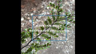 Nothofagus cliffortioides  Mountain Beech [upl. by Mcclure44]