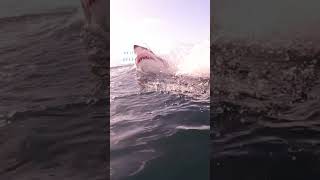 Great White Shark Comes In The Clear Water before Big Breach [upl. by Enneite]