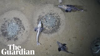 Huge icefish colony of 60 million nests found on Antarctic seabed [upl. by Briana]