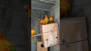 Sun conure good looking parrots birdsvideoshortsviral [upl. by Schiffman909]