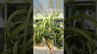 Tillandsia Victoria on November 2024 airplants tillandsia [upl. by Niattirb]