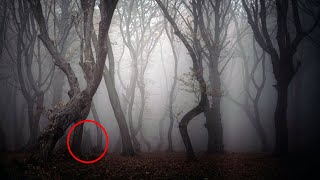 The Eerie Echoes HoiaBaciu Romanias Most Haunted Forest [upl. by Atsirtal]