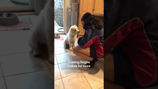 Maremma Puppy’s training begins puppy dog pets cute puppyvideos [upl. by Annavaig778]