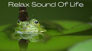 DORMIR en 3 mn  CHANT DE GRENOUILLES et doiseaux  ASMR Relaxation Nature [upl. by Annayk]