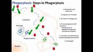 Phagocytosis [upl. by Aileon347]