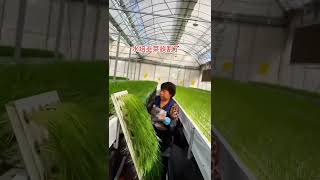 China hydroponic farming 中国水培农业 chinainnovation chinatechnology agriculture agrotech [upl. by Haslett]