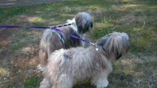 Tibetan Terrier barking at a bin [upl. by Nido]