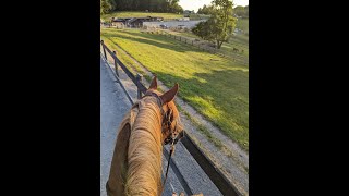 Good Bad amp Exciting Garden amp Animal Updates and Exploring Prettyboy Dam [upl. by Ennaecarg931]