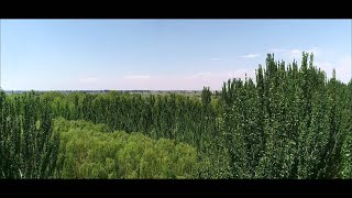 Xi visits ThreeNorth Shelterbelt Forest Program in Chinas Inner Mongolia [upl. by Gilberto]