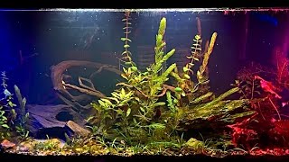 55 gallon planted aesthetic [upl. by Amr]