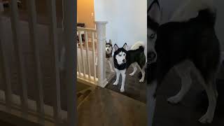 Huskies barking [upl. by Docilla]