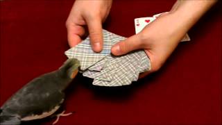 Parrot cockatiel playing Blackjack [upl. by Arbas]