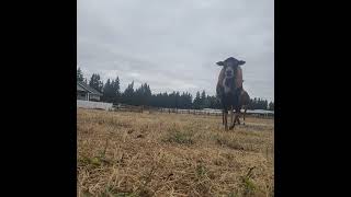 Mouflon Rams breakfast [upl. by Tansy]