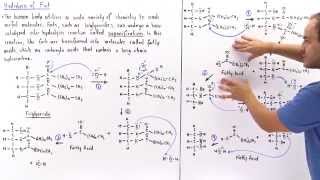 Hydrolysis of Triglycerides into Fatty Acids Saponification [upl. by Ettenil]