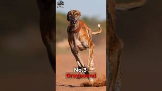 Top 3 Fastest Dog Breeds in the World💨 [upl. by Misab550]