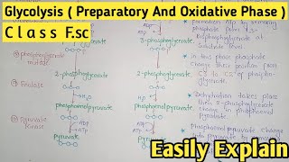 Glycolysis  Preparatory And Oxidative Phase  Class 11 Biology [upl. by Maer]