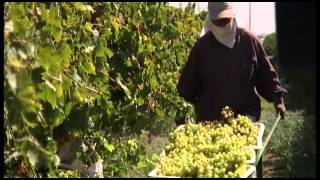 Grape expectations Delicious Californiagrown table grapes [upl. by Jabon]