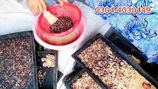 Mealworm Farming Pakistan [upl. by Worl]