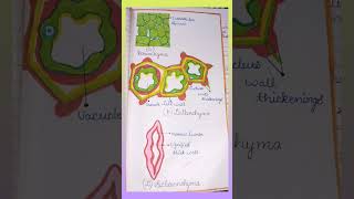 ParenchymaCollenchyma Sclerenchyma diagram biology class9 cbse2023 important [upl. by Donelle]