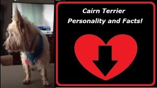 Cairn Terrier Personality Facts and Information [upl. by Wallas]