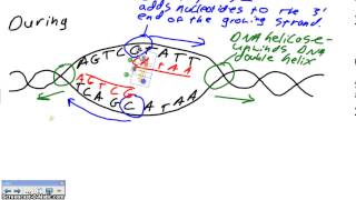 NWCS biology DNA repliaction in depth [upl. by Elbart746]