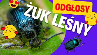 ODGŁOSY ŻUKA  Żuk leśny Odgłosy i Dźwięki jakie wydaje Żuk leśny Jak robi Żuk leśny [upl. by Anaihs931]