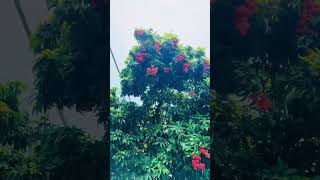 lichi fruits vidios song music bollywood newsong love shortvideo vanarasi travel automobile [upl. by Monahan]