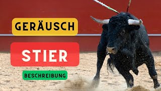 Stiergeräusche und Beschreibung 🐂 Stiergeräusche 🐂 Brüllender Stier 🐂 Bullengeräusch 🔈 [upl. by Eirret]