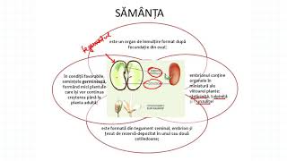 REPRODUCEREA LA PLANTE SĂMÂNȚA ȘI FRUCTUL [upl. by Zarger983]