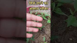 How to Grow Chilli Plant at Home [upl. by Ehrenberg368]