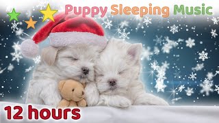 ☆ 12 HOURS ☆ Christmas SLEEP MUSIC for Dogs 🎄🎅 ♫ SLEEP MUSIC for Dogs 🐶 Puppy Sleeping Music [upl. by Erbua]