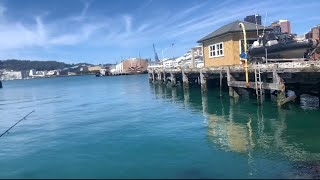 Kahawai fishing in Wellington harbour very short lil video [upl. by Siuqramed625]