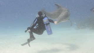 Dolphin Spins Diver Around Using Snout [upl. by Popelka]