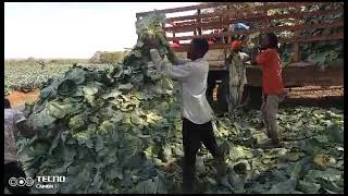 PART 18 OF OUR 90 000 PLANTS OF CABBAGES FARMINGTRENDINGagriculture Pls subscribe share and like [upl. by Abas]