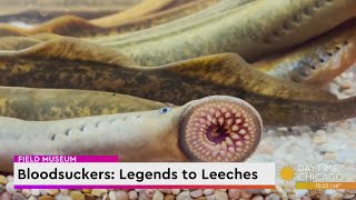 Bloodsuckers Legends to Leeches [upl. by Bernice]