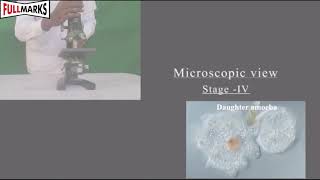 Lab Manual Science CBSE Class 10 Experiment No 12 Binary Fission in Amoeba and Budding in Yeast [upl. by Osana835]