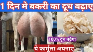 1 दिन मे बकरी का दूध बढ़ाए  bakri ka dudh badhane ke liye kya karen vnsgoatfarm [upl. by Aicram]