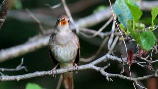 Common Nightingale [upl. by Fia]