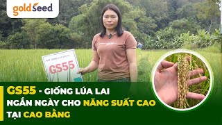 GS55  giống lúa lai ngắn ngày cho năng suất cao tại Cao Bằng goldseed gionglua farming [upl. by Nabala]