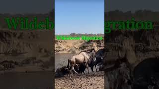 Wildebeest Migration nature naturewonders wildebeest wildebeestmigration migration wildlife [upl. by Ateekan666]