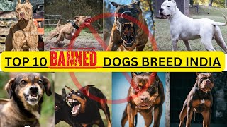 Top 10 Banned Dog Breeds India 2024 shorts dog viral dangerous india dogs [upl. by Nahtnanhoj831]