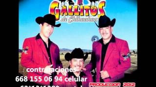 los gallitos de chihuahua  cariño ingratowmv [upl. by Nlycaj]