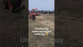 Its that time of year Unrolling hay helps spread out the cattle fertilizerregenerativeagriculture [upl. by Ivory]