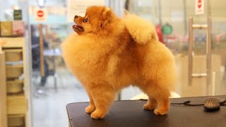 Pomeranian show dog Singapore [upl. by Westleigh]