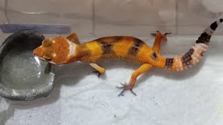 Actualización de nuestros bebés Geckos y hablamos de Animalia [upl. by Naicul]